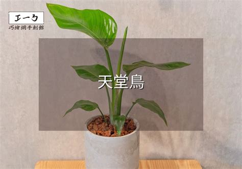 天堂鳥開花|天堂鳥植物完全栽培指南 從選擇到養護 